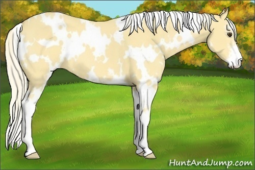 Horse Color:White Spotted Palomino Sabino