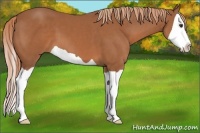 Horse Color:Chestnut Splash