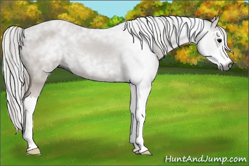 Horse Color:Gray Black Sabino