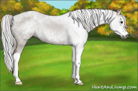 Horse Color:Gray Black Sabino