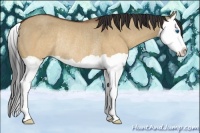 Horse Color:Brown Dun Splash Rabicano