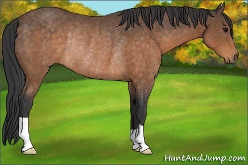 Horse Color:Buckskin Rabicano 