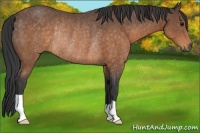 Horse Color:Buckskin Rabicano