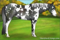 Horse Color:White Spotted Black Sabino