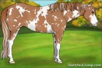 Horse Color:White Spotted Chestnut Sabino