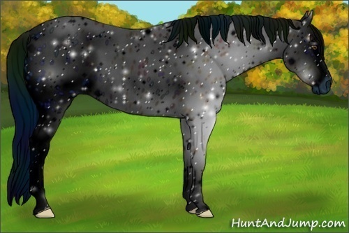 Horse Color:ERROR: UNKNOWN ANOMALY