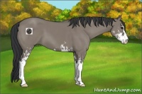 Horse Color:Grullo Sabino 