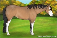 Horse Color:Brown Dun Sabino 
