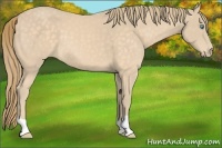 Horse Color:Perlino 