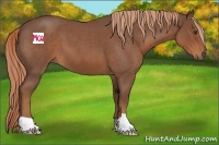 Horse Color:Red Roan