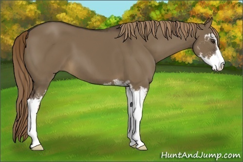Horse Color:Liver Red Dun Sabino 