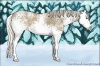 Horse Color:White Spotted Silver Grullo Ice Sabino Splash 
