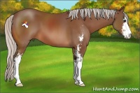Horse Color:Silver Bay Sabino 