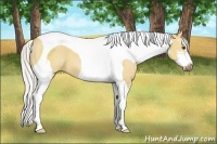 Horse Color:Silver Bay Dun Sabino Tobiano