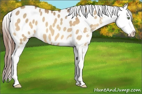 Horse Color:Amber Champagne Appaloosa 