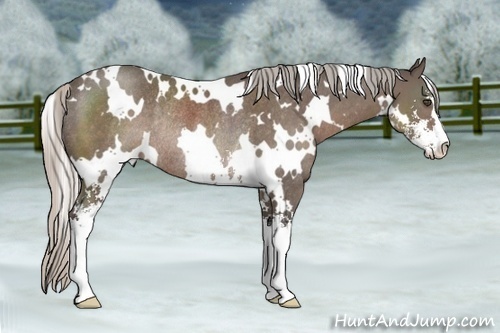 Horse Color:White Spotted Silver Black Sabino Rabicano
