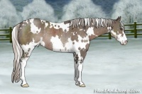 Horse Color:White Spotted Silver Black Sabino Rabicano 