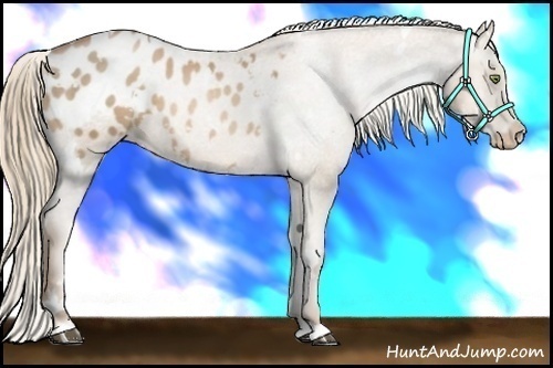 Horse Color:White Spotted Liver Chestnut Pearl Appaloosa 