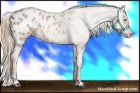 Horse Color:White Spotted Liver Chestnut Pearl Appaloosa 