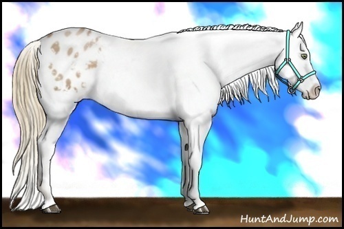 Horse Color:White Spotted Liver Chestnut Pearl Appaloosa 