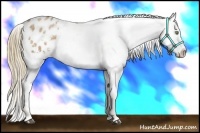 Horse Color:White Spotted Liver Chestnut Pearl Appaloosa 
