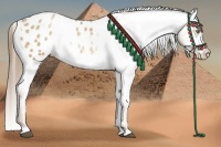 Horse Color:White Spotted Liver Chestnut Pearl Appaloosa 