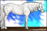 Horse Color:White Spotted Chocolate Palomino Pearl Appaloosa