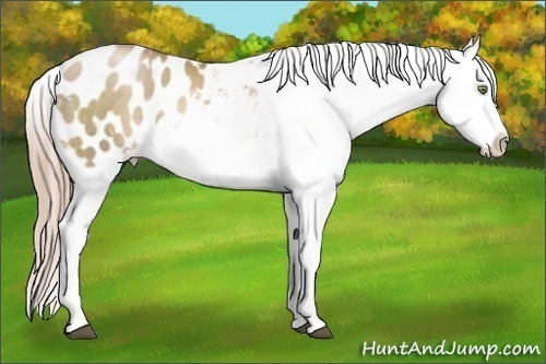 Horse Color:White Spotted Liver Chestnut Pearl Blanket 