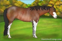 Horse Color:Bay Sabino Rabicano