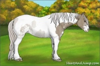 Horse Color:Silver Grullo Sabino Tobiano Rabicano
