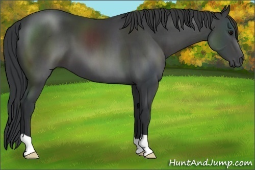 Horse Color:Black 