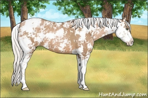 Horse Color:Silver Black Pearl Sabino 