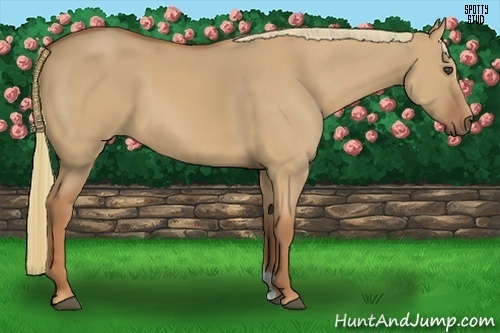 Horse Color:Red Dun 