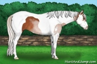 Horse Color:Silver Bay Sabino Splash Tobiano Frame 