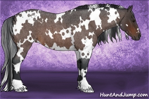 Horse Color:White Spotted Bay Roan 