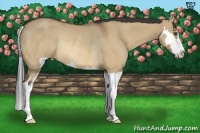 Horse Color:Bay Dun Splash Frame Rabicano