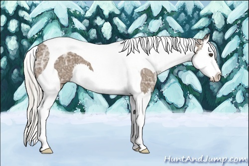 Horse Color:Silver Black Ice Sabino Splash Tobiano 