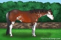 Horse Color:Bay Sabino