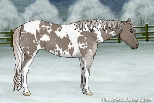 Horse Color:White Spotted Silver Grullo Tobiano 