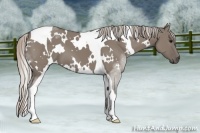 Horse Color:White Spotted Silver Grullo Tobiano