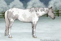 Horse Color:White Spotted Silver Black Frame 