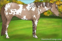 Horse Color:White Spotted Black Pearl Sabino