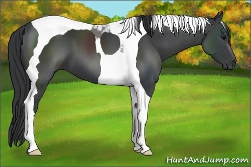 Horse Color:Black Sabino Tobiano 
