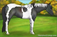 Horse Color:Black Sabino Tobiano 