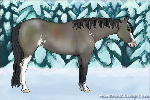 Horse Color:Grullo Sabino 