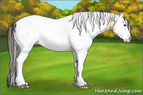 Horse Color:White Spotted Buckskin Dun