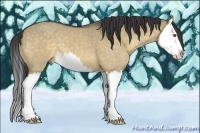 Horse Color:Buckskin Dun Splash