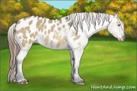 Horse Color:Buckskin Dun Blanket