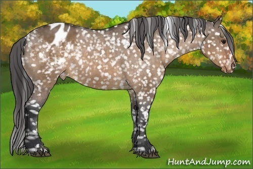 Horse Color:Brown Dun Snowflake Varnish 