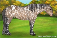 Horse Color:Bay Dun Appaloosa 